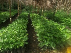 Dégradation des terres -pépinière de plants d'Arbre, site de Zro. Il y a 2 sites de production de plants dans le département de Guiglo à partir desquels sont approvisionnés les bénéficiaires, Mona et Zro. image fournie par l'ANADER Guiglo