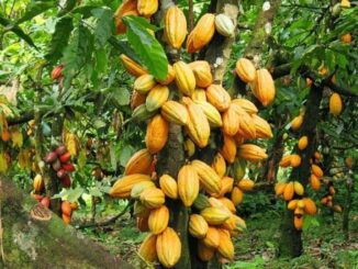 Dégradation des terres, la côte d'ivoire a perdu près de 80% de son couvert forestier du fait de la culture intensive du cacao