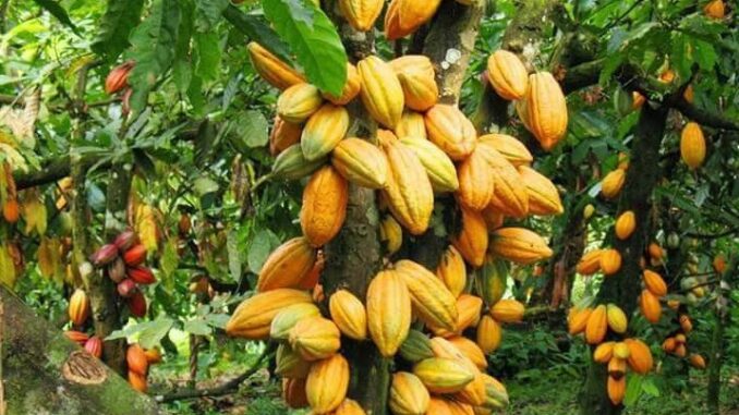 Dégradation des terres, la côte d'ivoire a perdu près de 80% de son couvert forestier du fait de la culture intensive du cacao